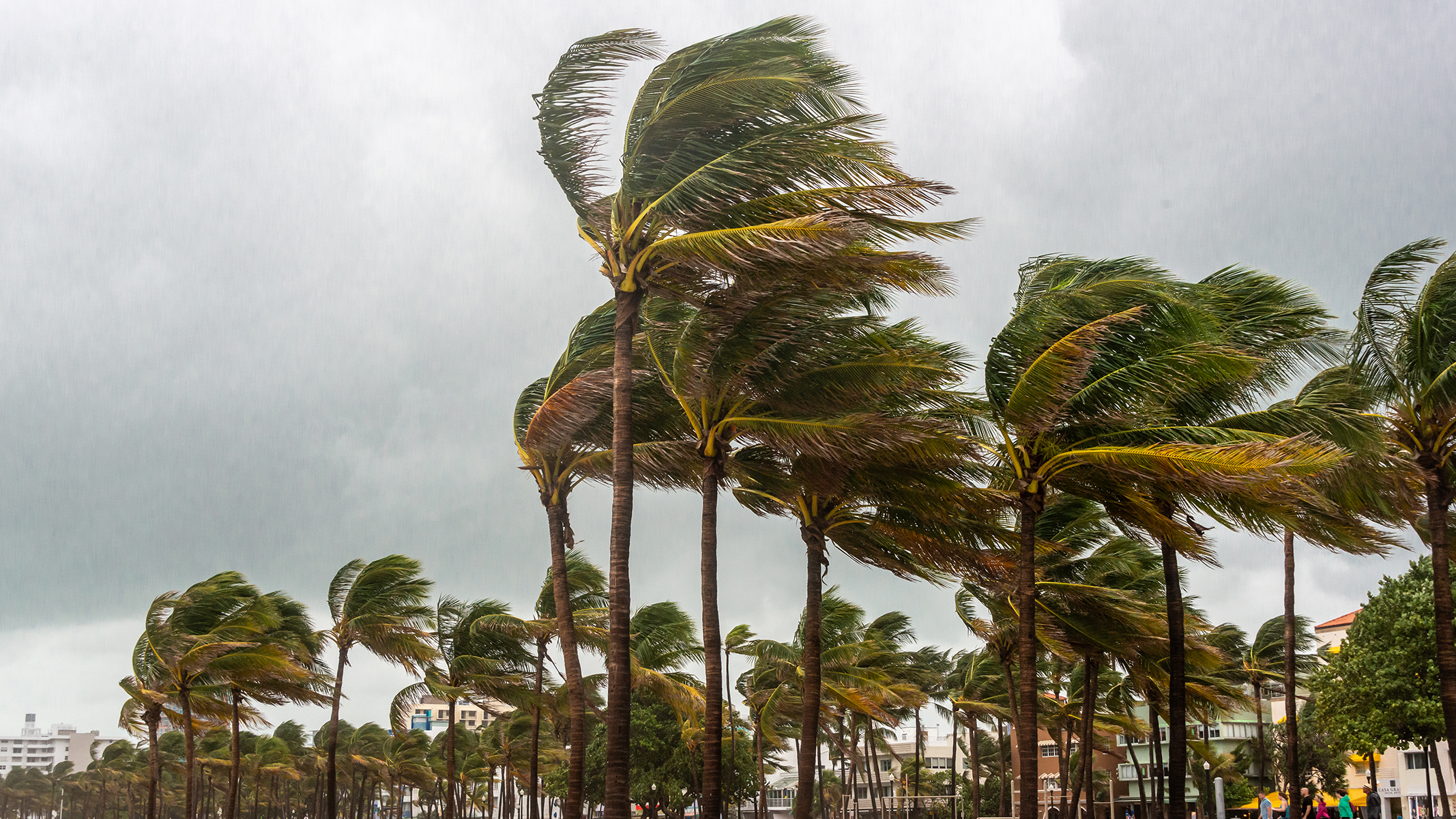 Fuertes vientos de una tormenta tropical o un huracán azotan las palmeras.