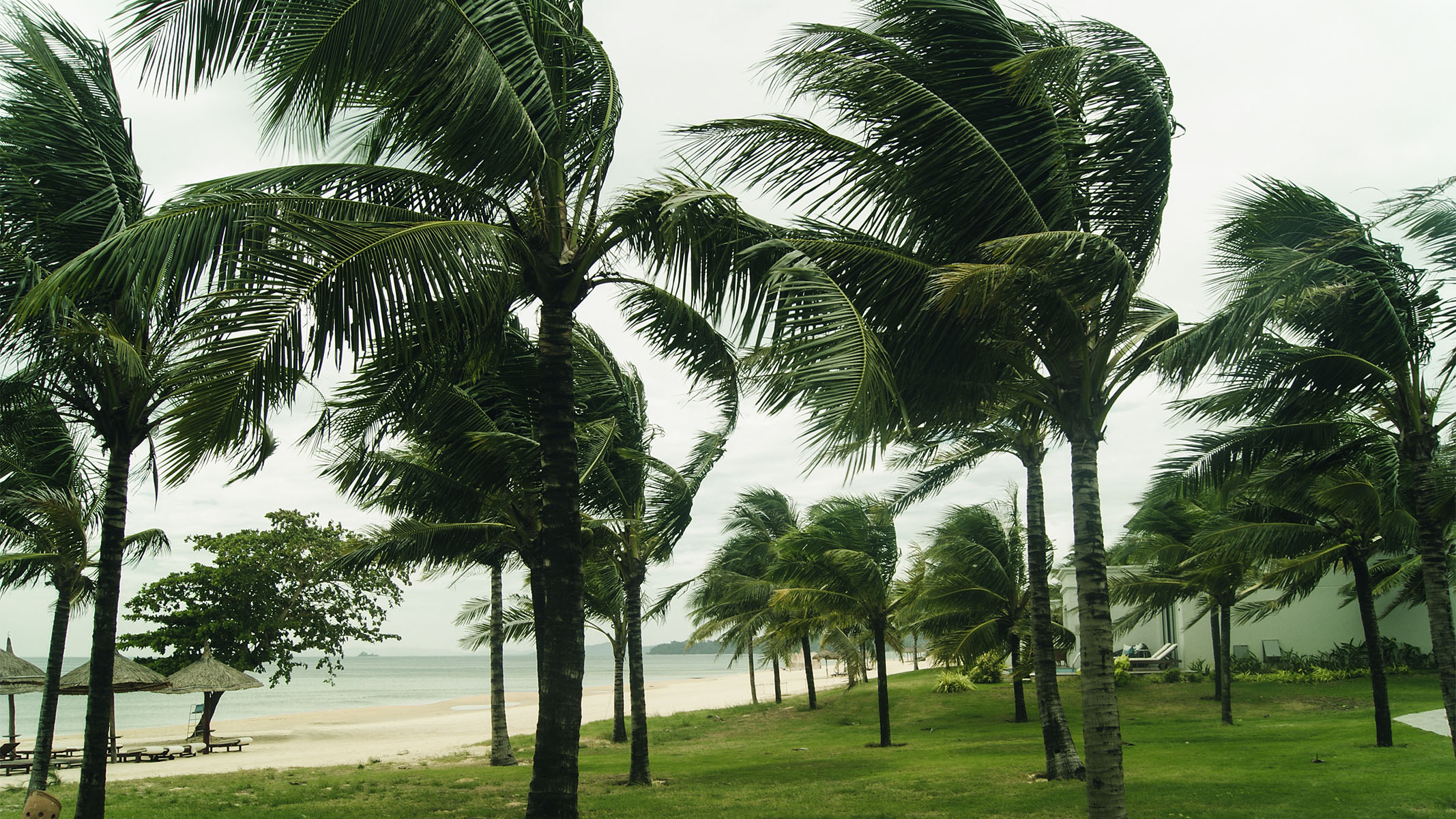 Palmeras en medio de una tormenta.